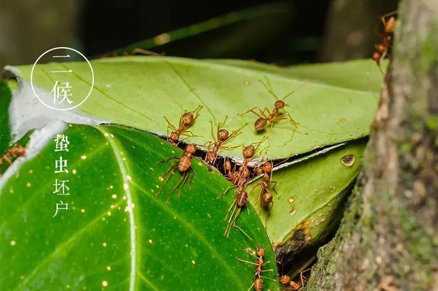 秋分秋色平分寒暑匀,暑离秋往秋分节气