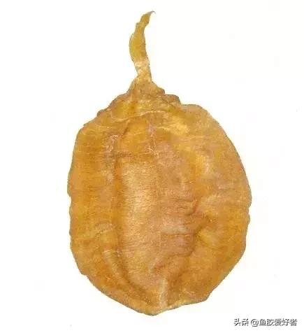 鱼胶如何挑选适合自己吃的,泡好的鱼胶肉质q弹