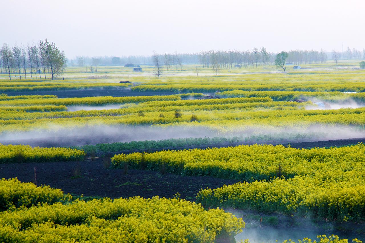 世界四大名花海,世界四大花海排名
