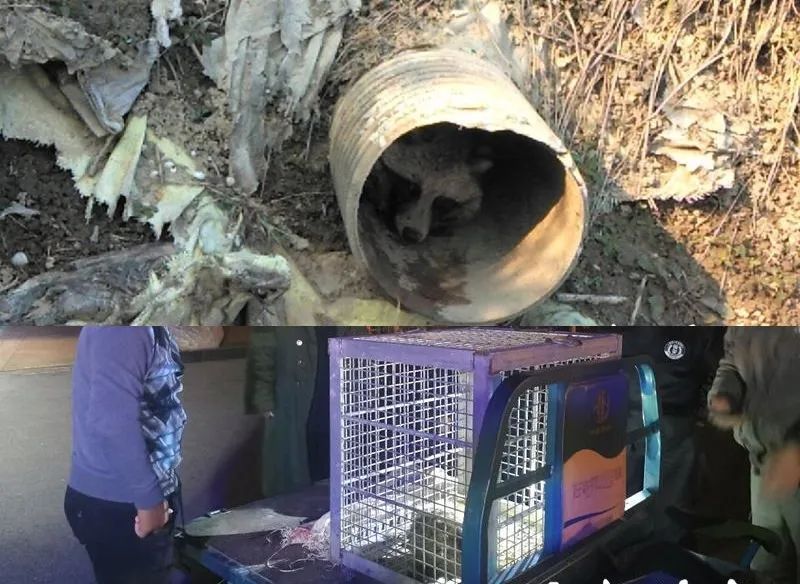 江苏盐城发现狗獾，能2秒击败一条蛇，为何说它是亚洲平头哥？