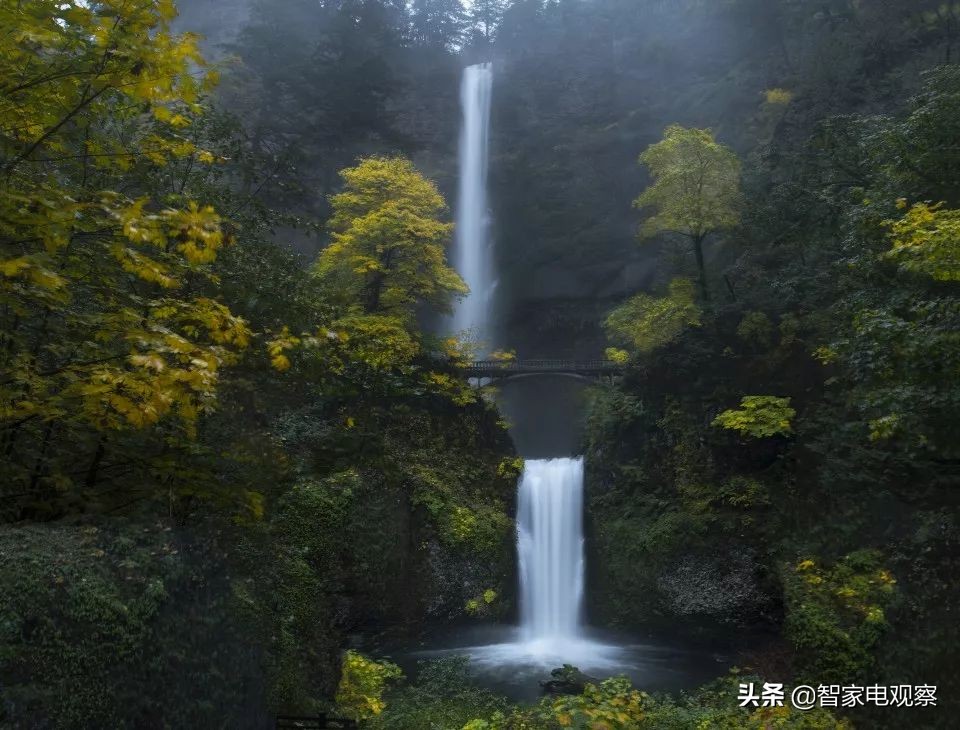 从鼎盛到式微,从红极一时到宣布破产