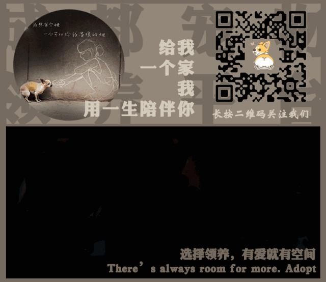 谁说土猫无名猫？快来围观古代猫谱，你家有没有镇宅神兽！