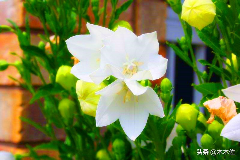 唯美桔梗花,草莓味的桔梗花