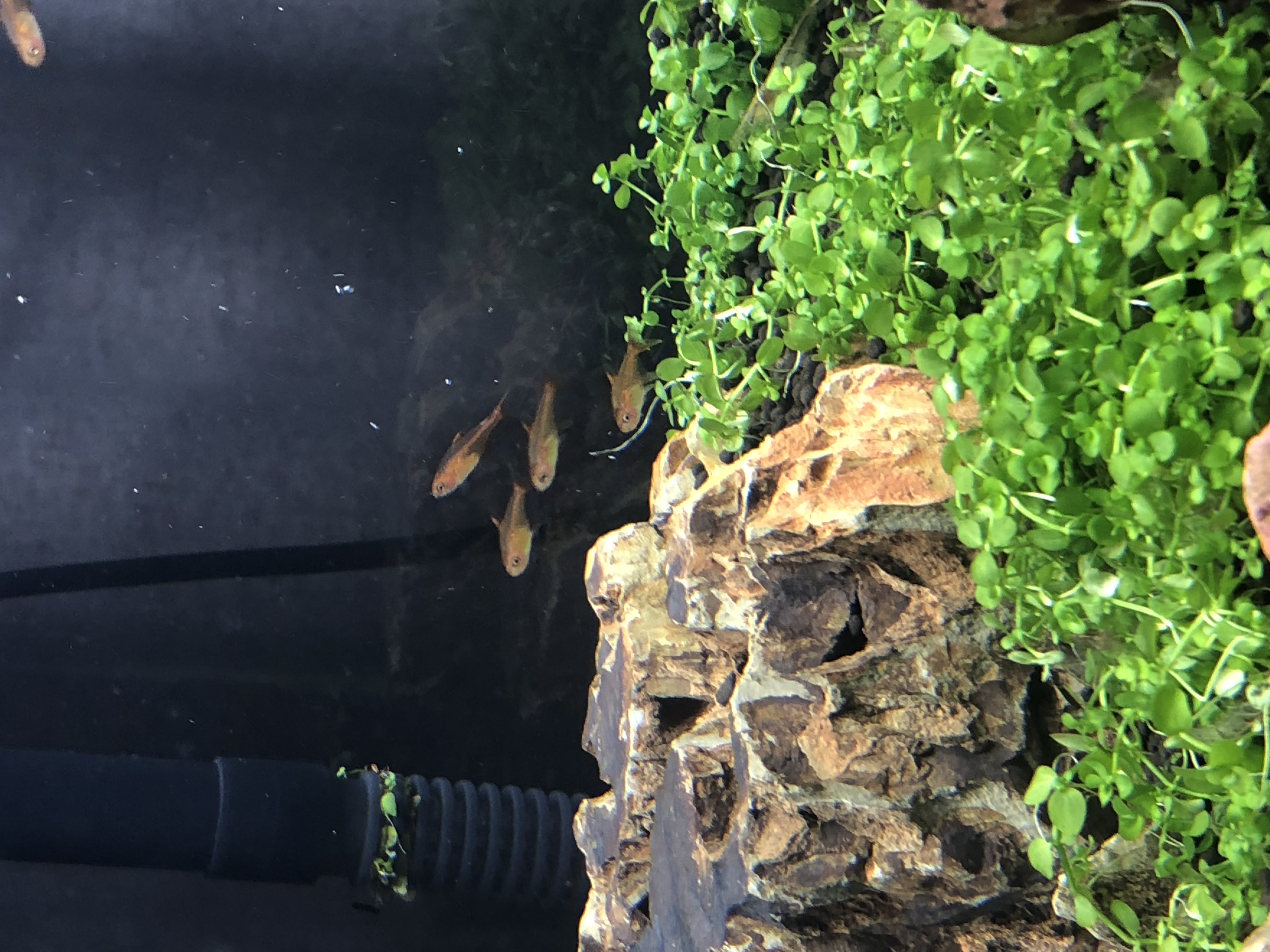 80缸草金鱼适合跟什么鱼一起养,40厘米方缸草缸能养多少只鱼