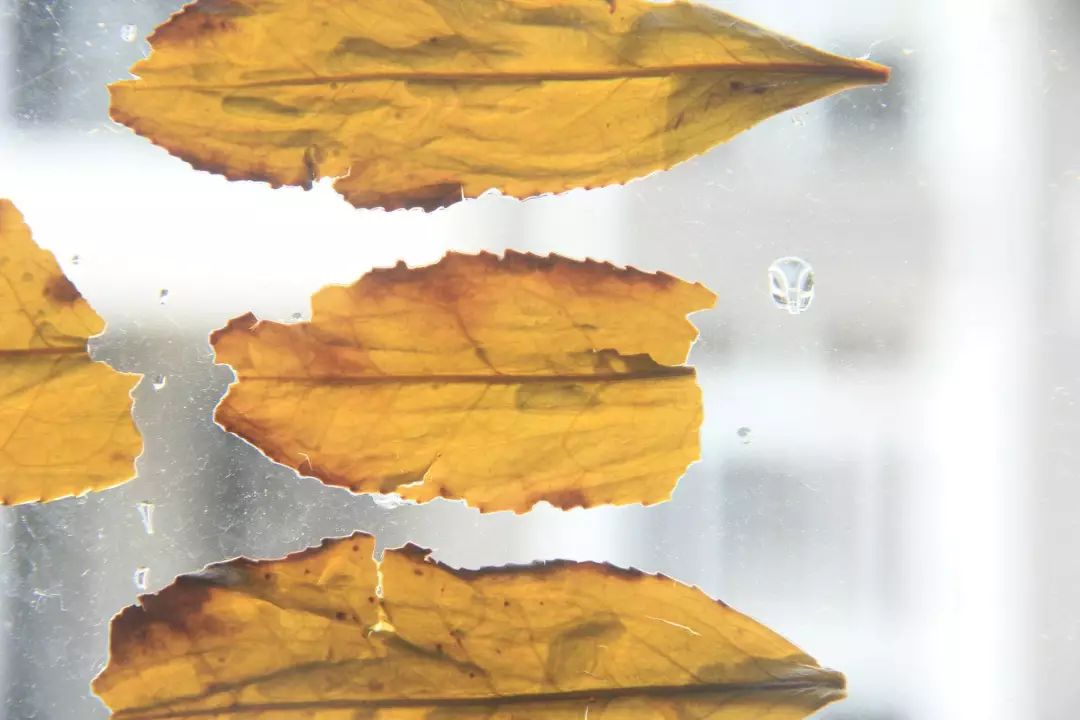 怎么区分青茶黄茶,茶分类黑白绿红