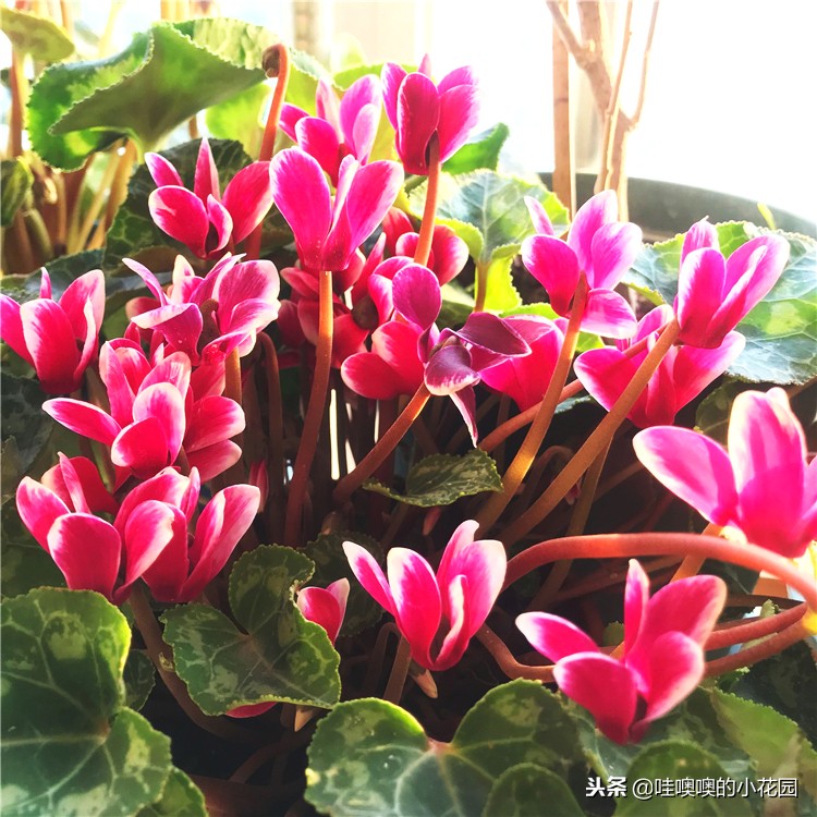 仙客来移盆倒伏的补救方法,仙客来花朵出现倒伏的原因