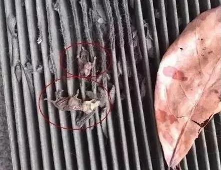 汽车空调有死老鼠味是什么原因,汽车空调死老鼠味怎样去除