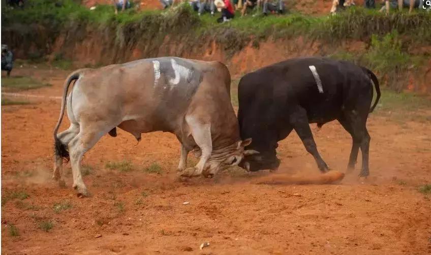 2019年黔南州节假日,黔南州节日活动时间表