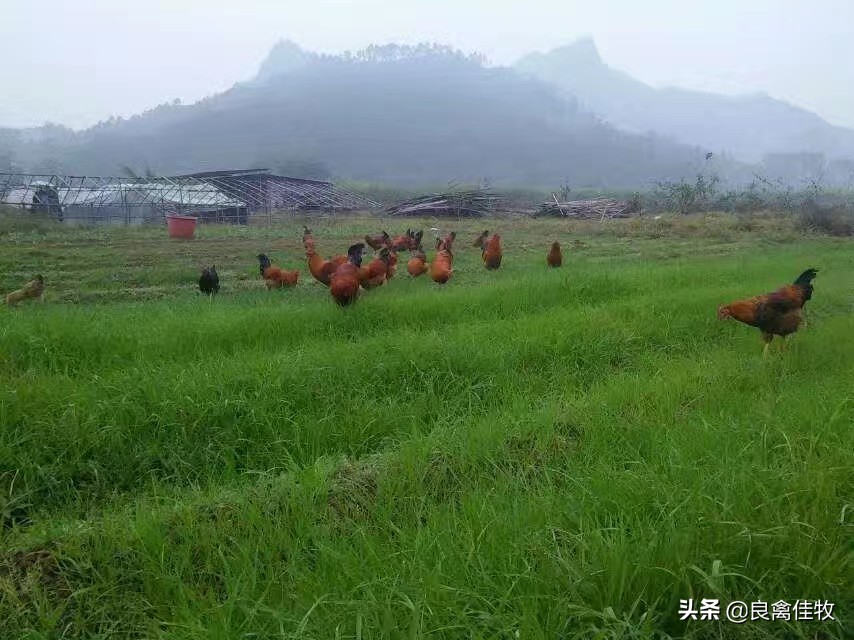 鸡互啄的原因分析及防治,鸡没有完整的羽毛怎么回事
