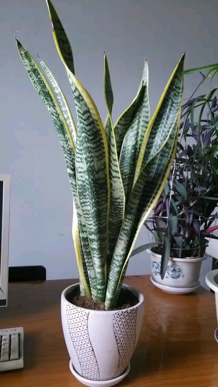 一年四季不死的十种花水养,浇水过多死的植物