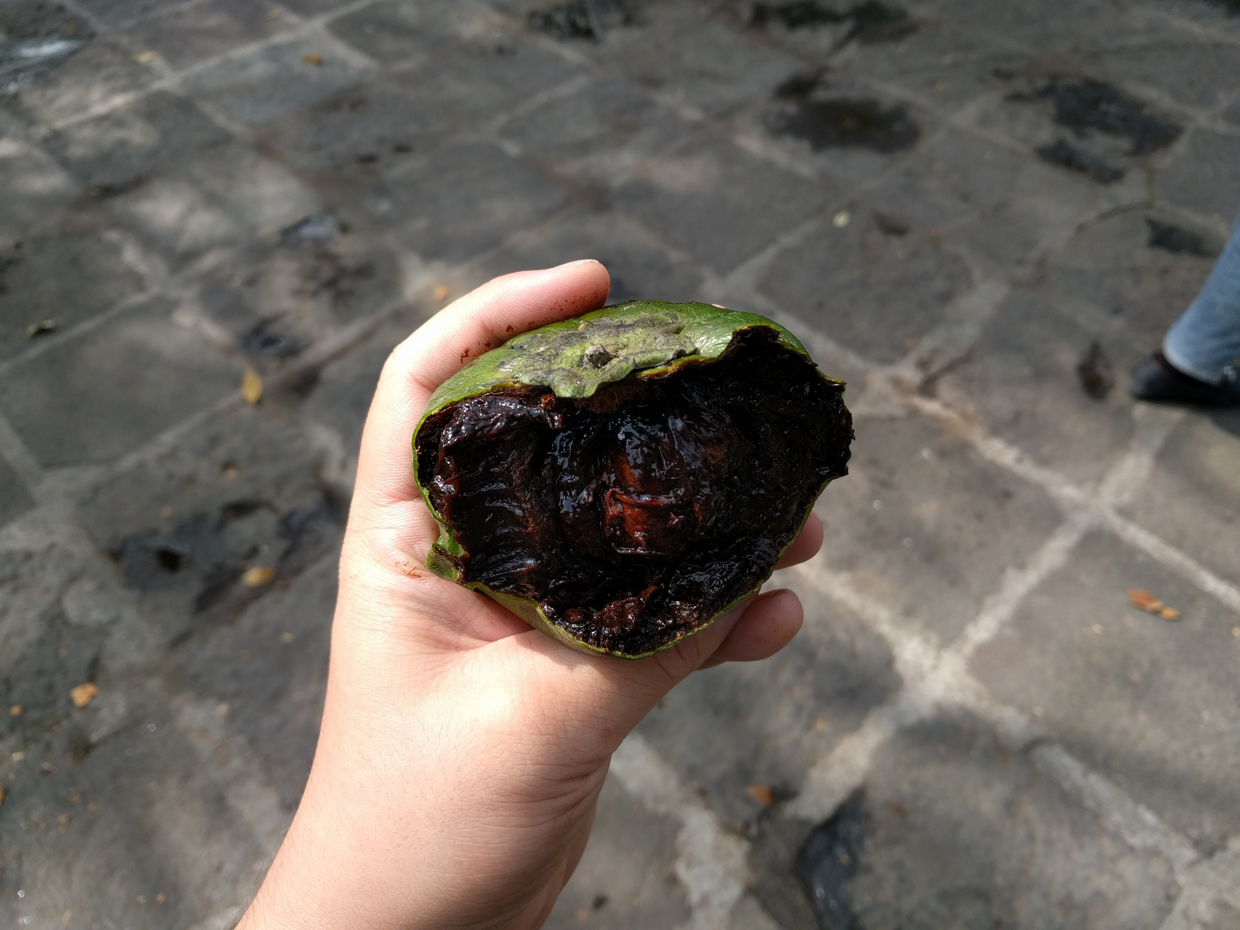 世界上有哪些常见的热带水果,欧洲奇特的水果