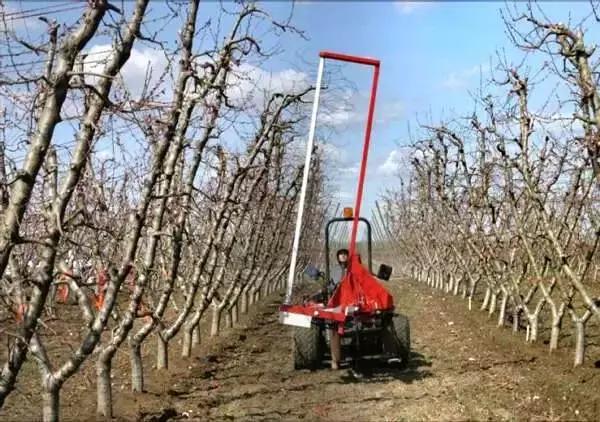 科学种桃树,如何正确种桃树