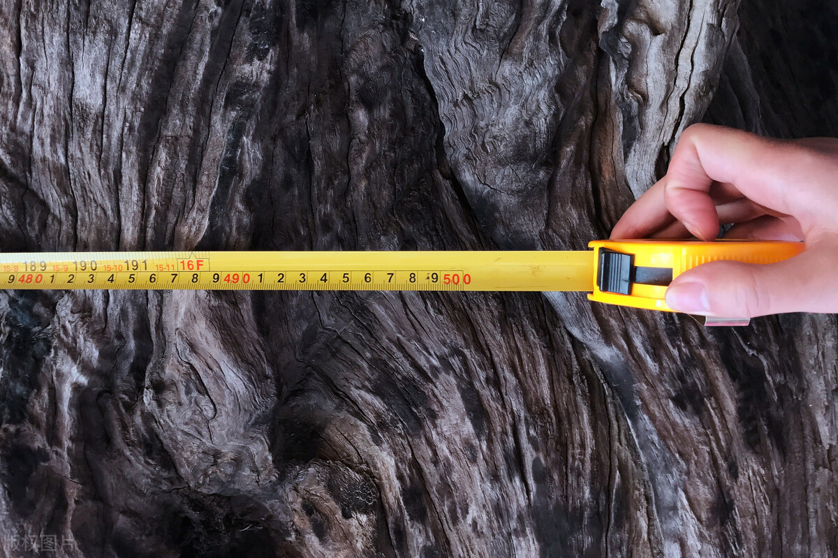 千年楠树被盗伐,为什么金丝楠木都掉价了