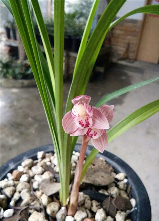 他是川兰界令人尊敬的老前辈，曾靠一颗艺草陆陆续续获利千万余元