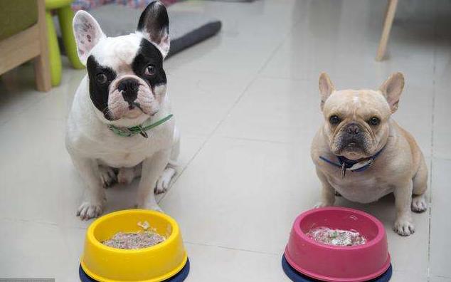 养法国斗牛犬应该注意什么,养法国斗牛犬要注意的事项秋天