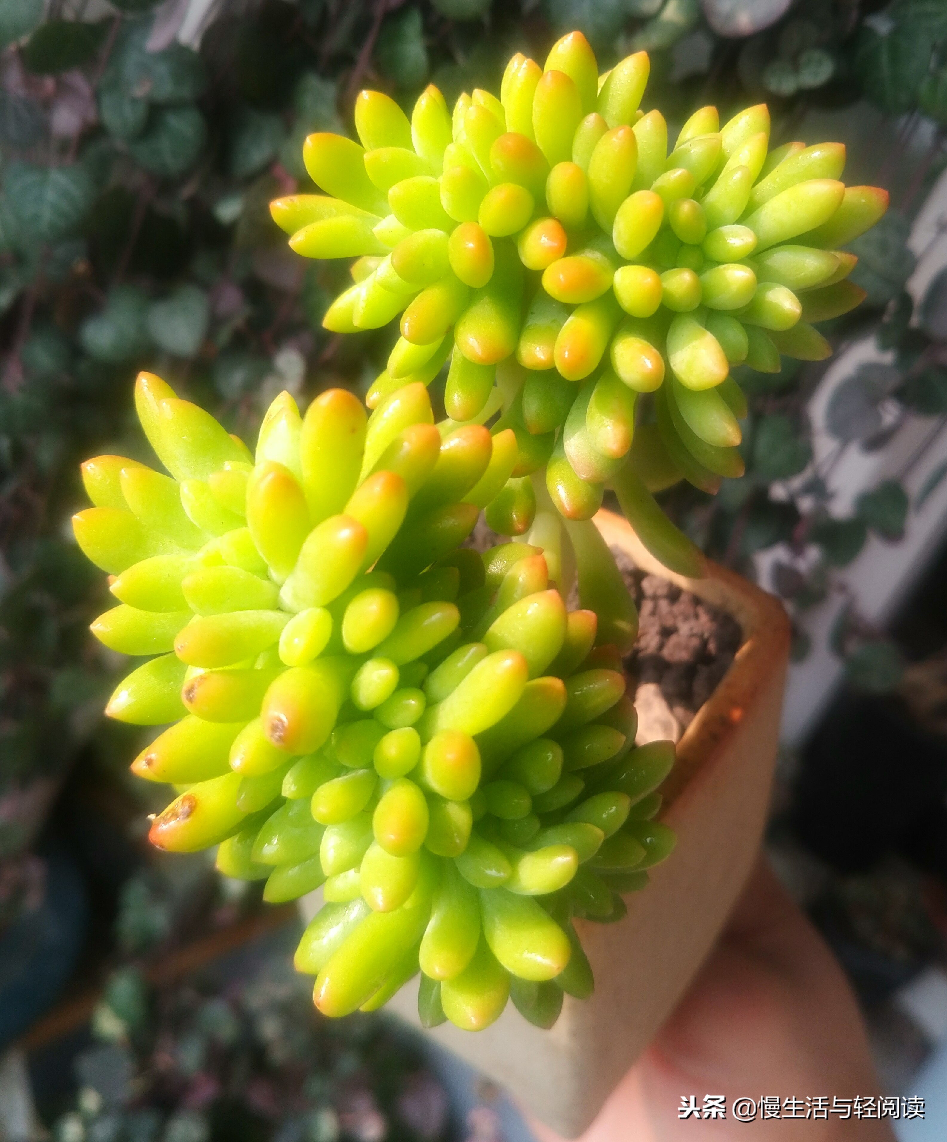 《慢生活·轻阅读》1480期