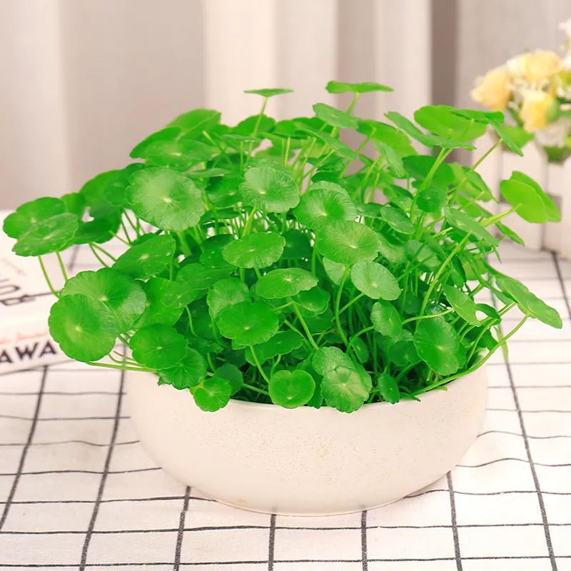 铜钱草水培绿植叶子黄用什么肥,铜钱草叶片如何养得又大又绿