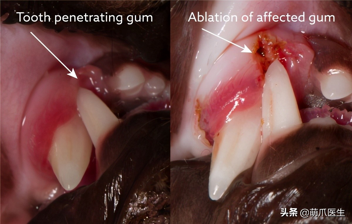 当一只猫有了脸,当一只猫长成了狗的样子