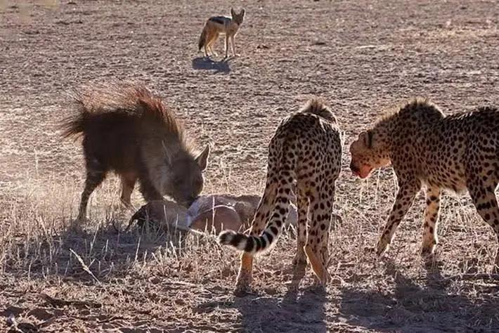 胡狼“大帝”：比平头哥胆子还大的非洲蹭饭王