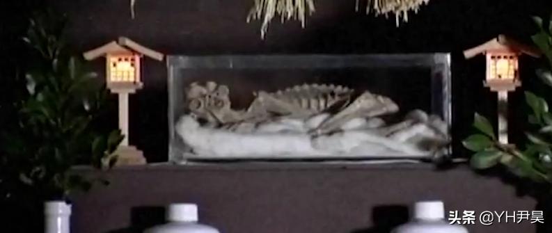 揭秘日本水怪之谜,传说中的日本水怪会是一种濒临灭绝的鱼吗?