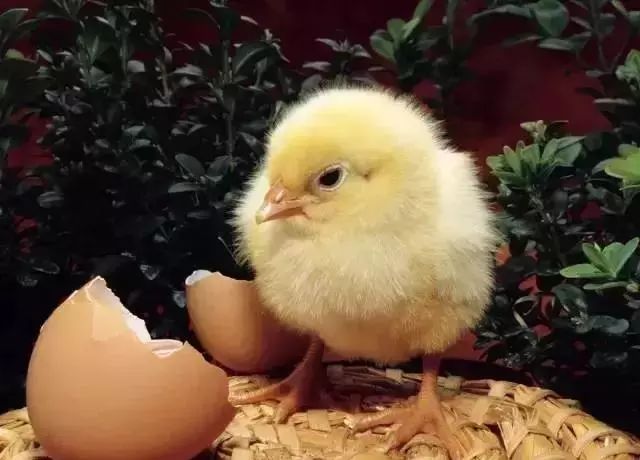 农村致富金点子100个,农民发家致富点子