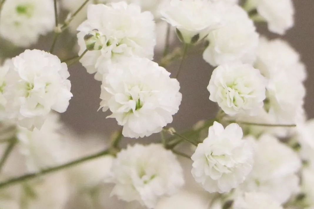 如何种满天星使它开花,满天星种子种植开花全过程