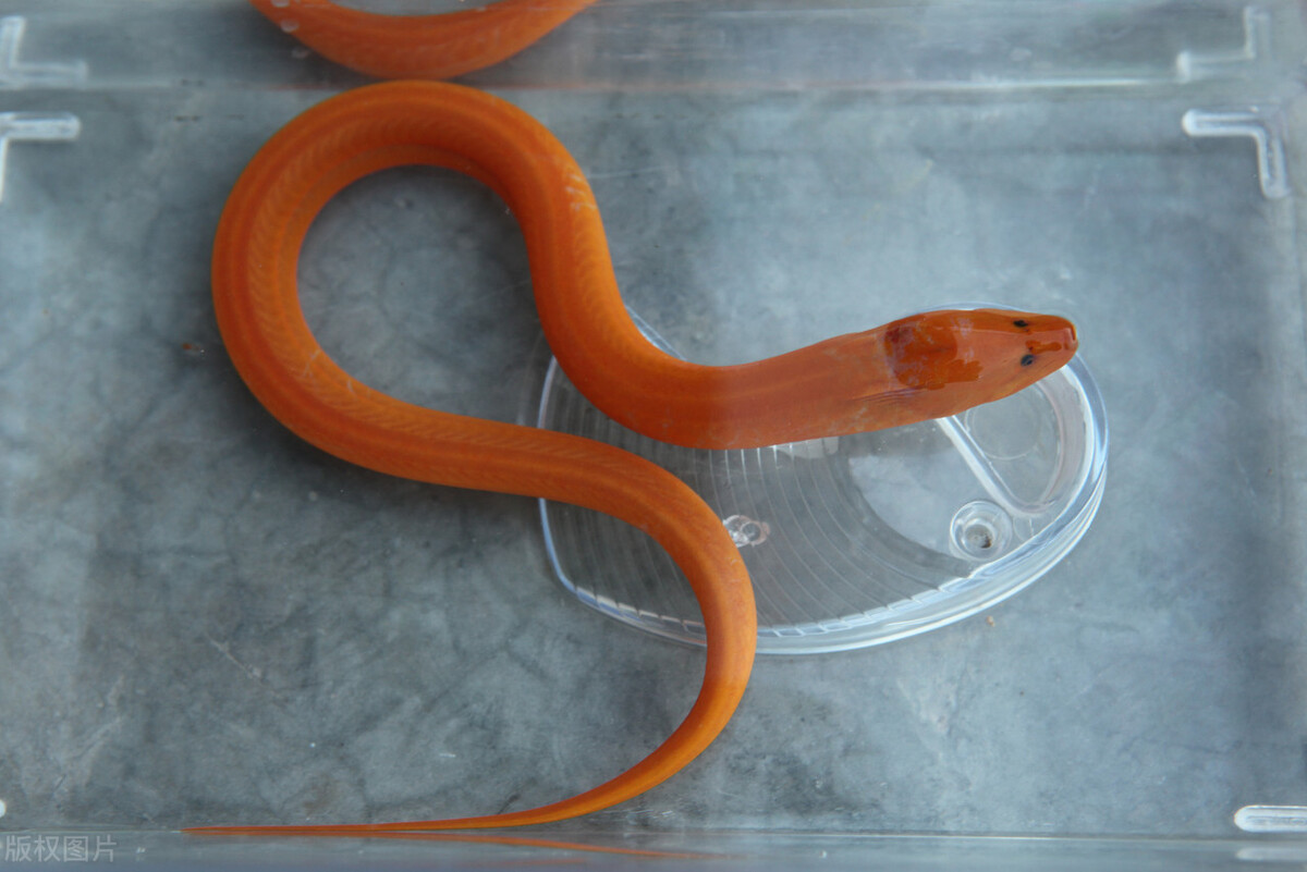 养一亩黄鳝投资多少钱,一亩养黄鳝能卖多少钱