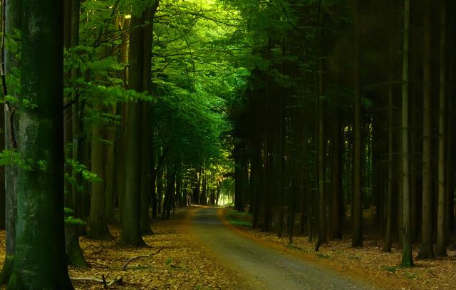 有哪些原始森林公园可以去玩,世界森林公园美景视频