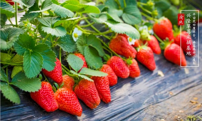 渝北周边采摘推荐,渝北茨竹附近采摘园