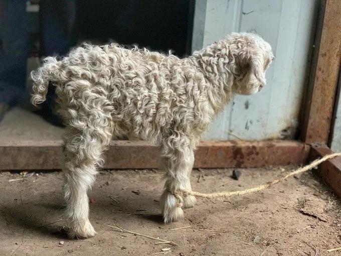 6月徒步乌孙古道骑马穿越,几月去乌孙古道徒步合适