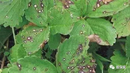 大棚草莓常见病虫害防治方法,南京地区草莓病虫害防治的现状