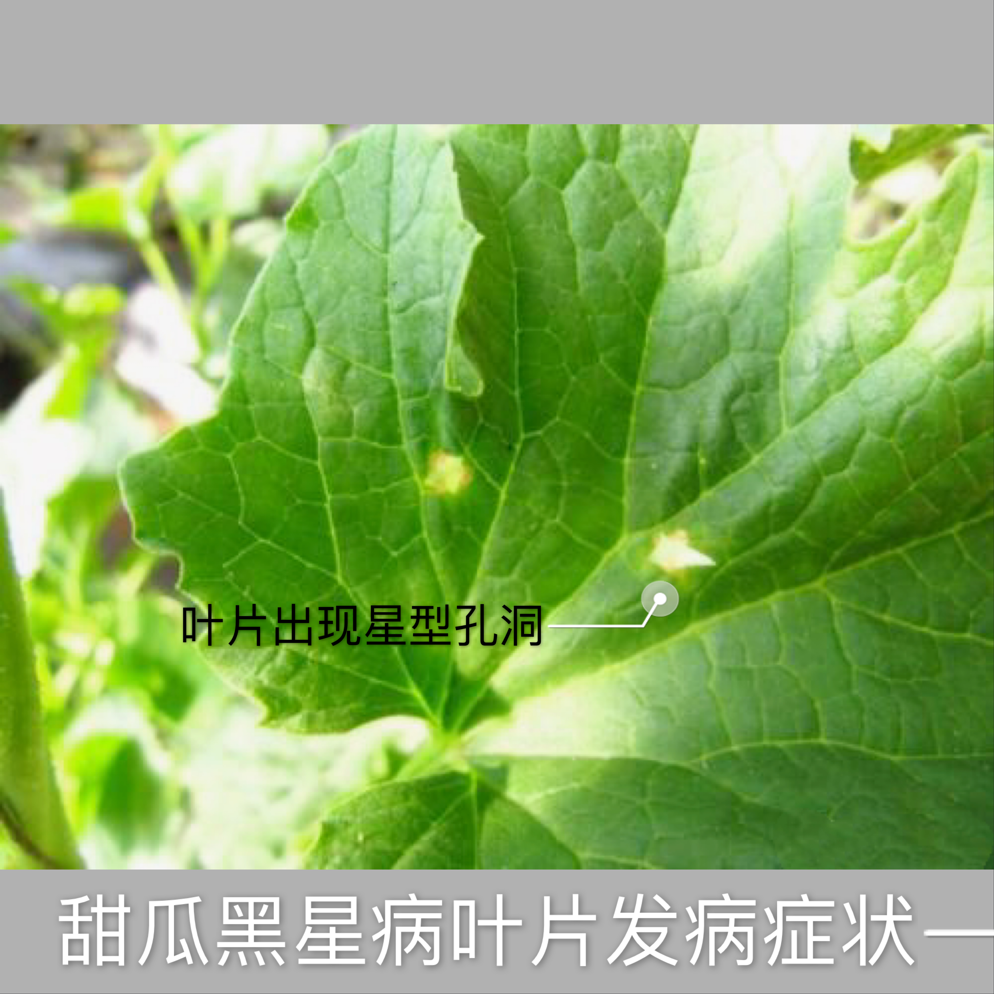 春季冷棚绿宝甜瓜种植技术,种植绿宝瓜的小妙招