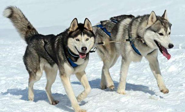 阿拉斯加和哈士奇它们的区别在哪里,谁更值钱一些呢,你喜欢哪个
