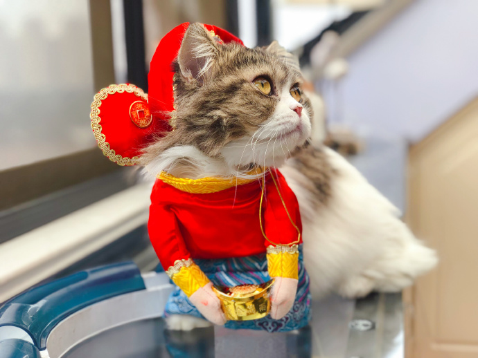 田园猫常见的8个品种,田园猫最厉害的是什么猫