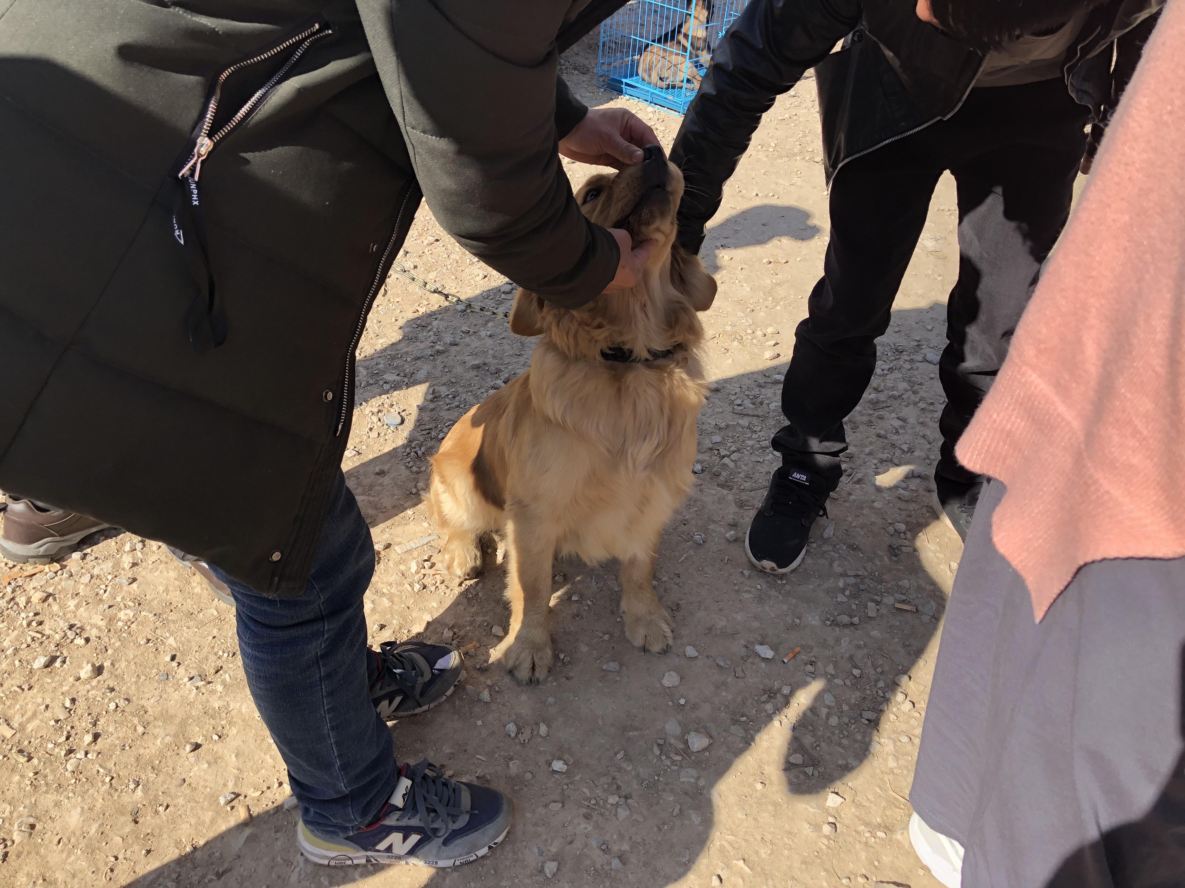 男子出售狗,去狗市场买金毛犬400块钱