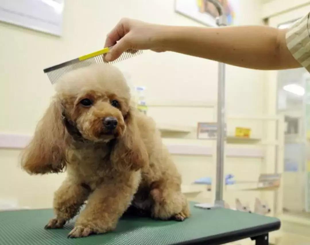 为什么狗狗一到宠物店就老实,宠物店遇到不听话的狗会打吗