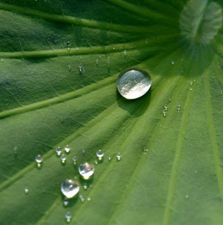 古人写动物的诗句有鸣叫的蝉,昆虫的诗句最经典