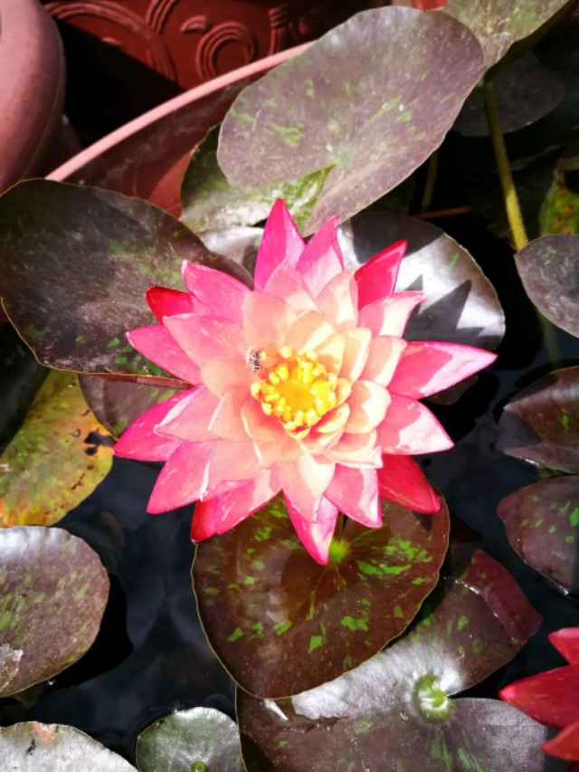 睡莲万维莎片段,睡莲万维莎