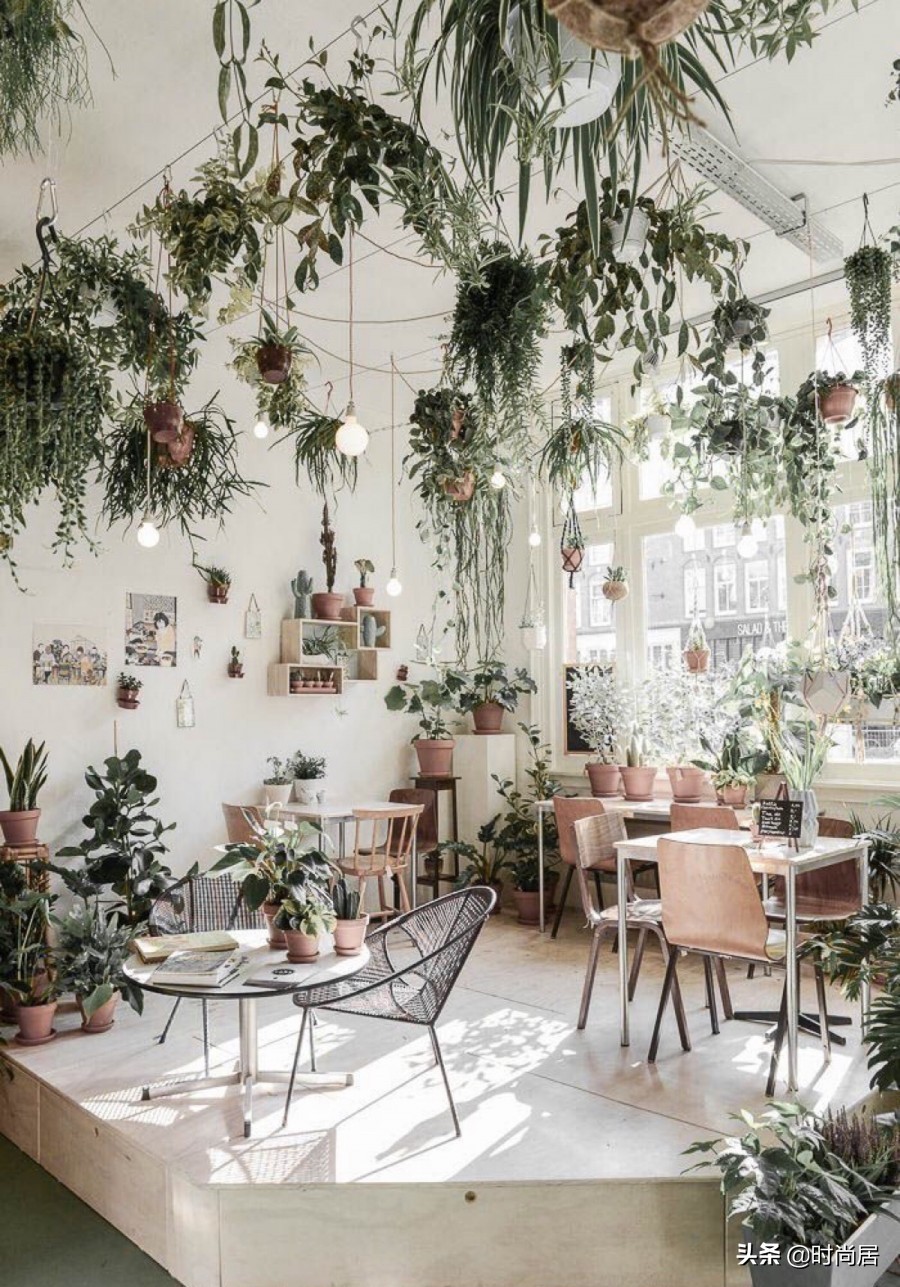 如何营造一个热带雨林花园,室内花园改造房间