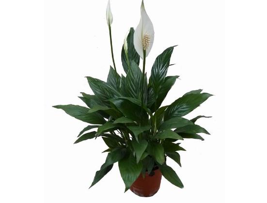 有效去除甲醛的是什么植物,除甲醛比较好的室内植物又好养活