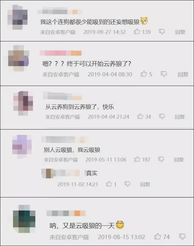 养狼disco：我在*疆新**，把狼养成了哈士奇