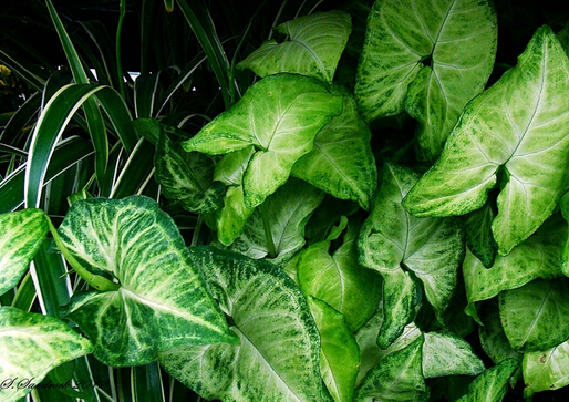 人养花花,人养花花养人哪些花养人