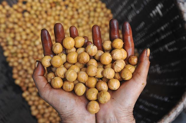 临安山野小核桃,临安高山山核桃