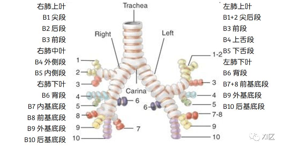如此详细的肺部影像解剖，有点儿酷！
