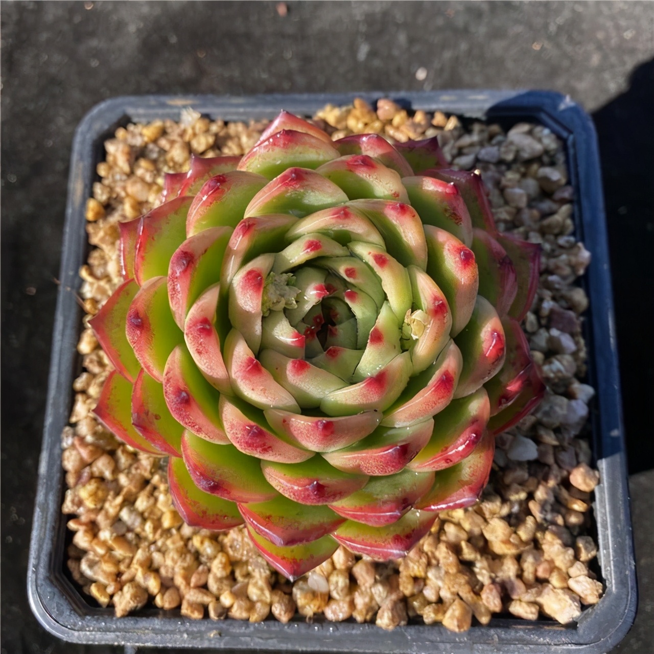 好看又难养的多肉,漂亮的多肉都难养是个误区