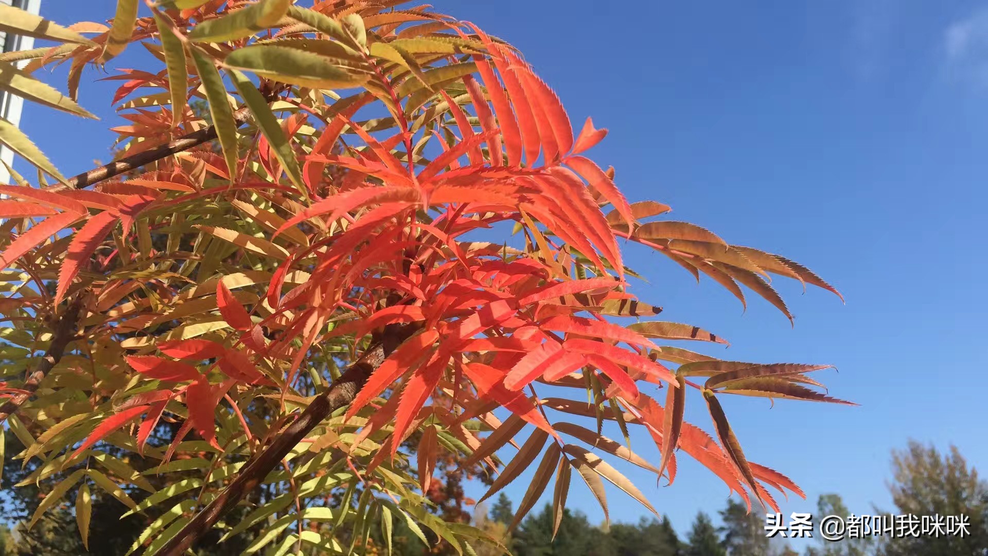 北欧哪个国家生活舒服,北欧和欧洲哪个适合生活