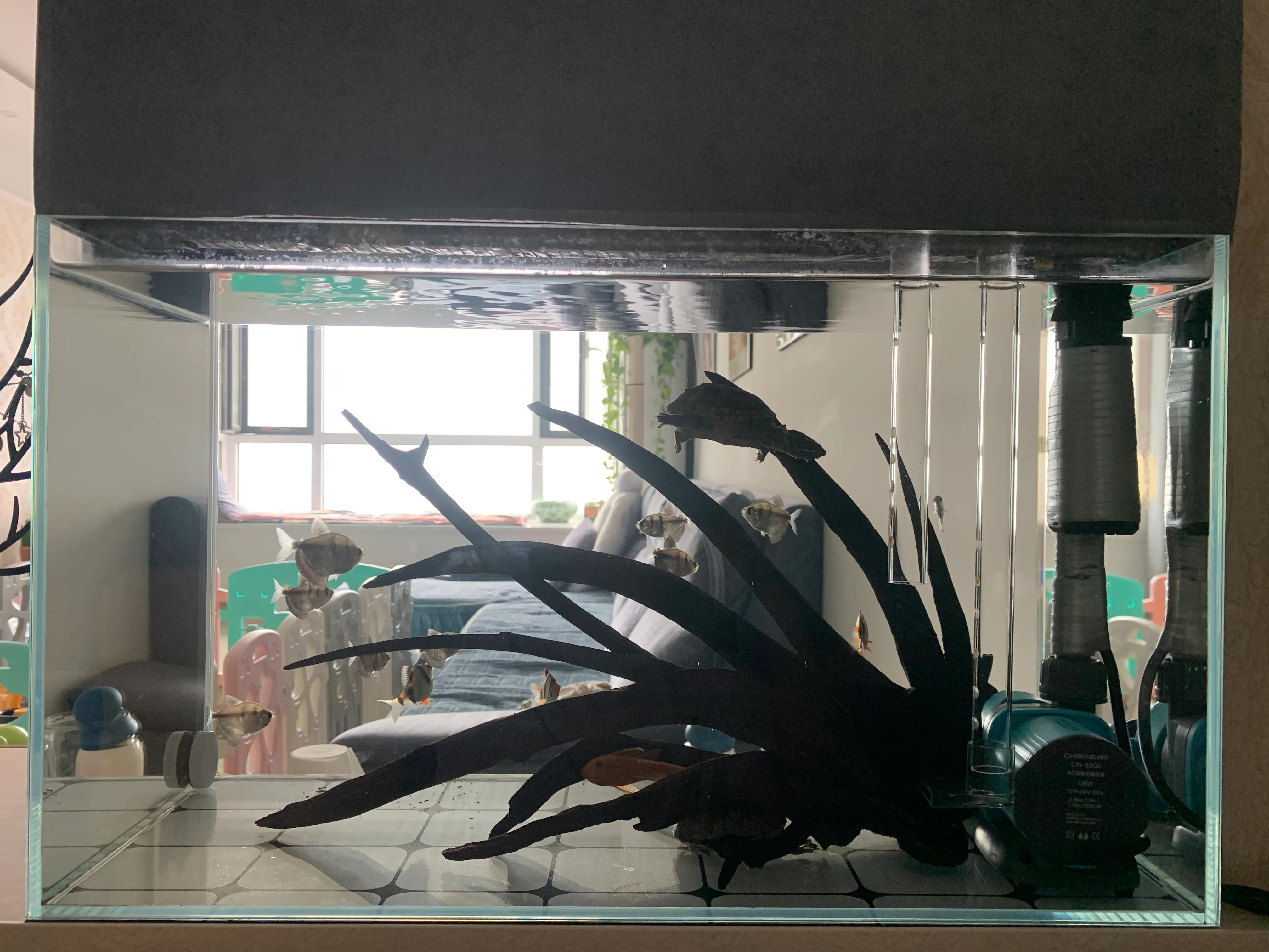 侧滤鱼缸养麝香龟,麝香龟在鱼缸里面怎么养