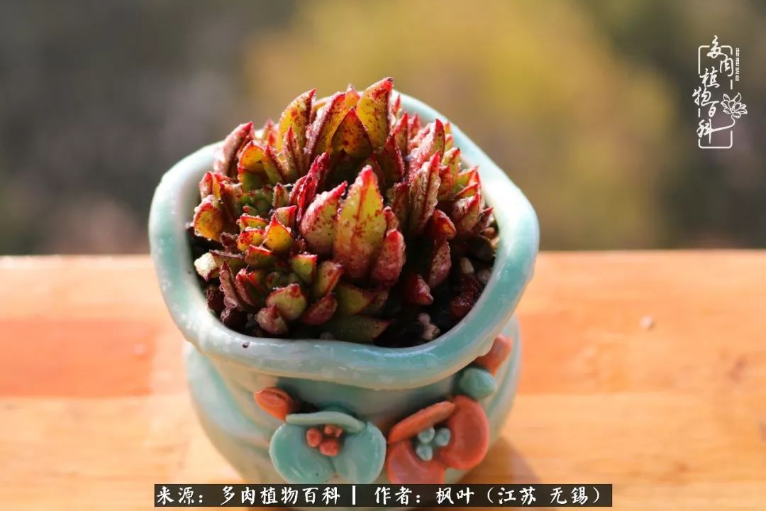 多肉与生命感悟,多肉时光