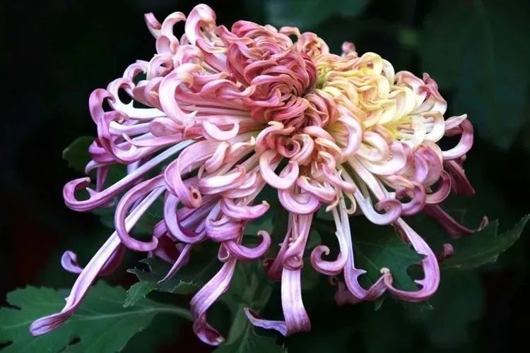 花中四君子菊花,花中四君子菊花的简介