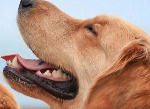 狗狗喜欢吃糖怎么办,狗狗解馋营养食品